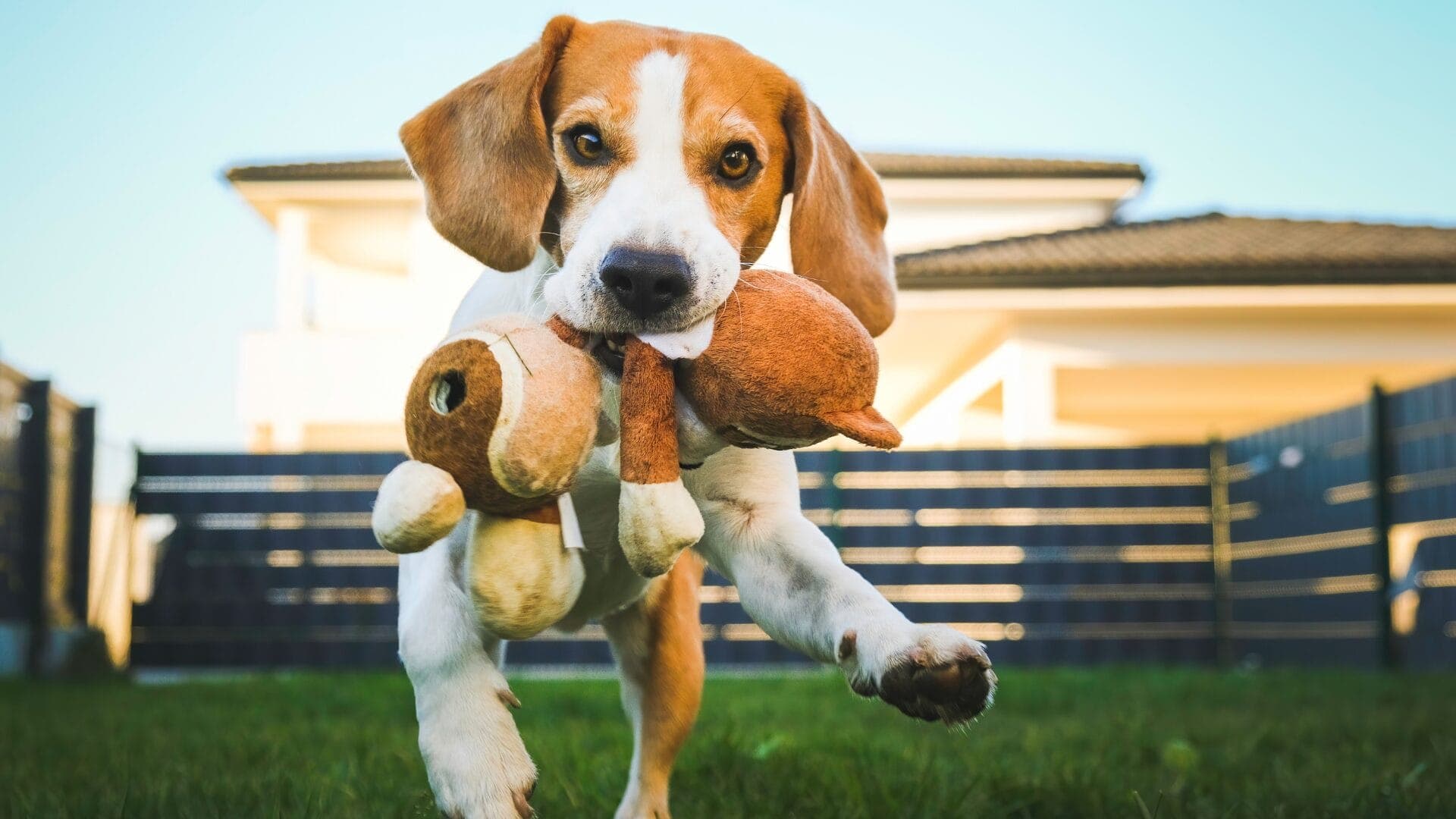 Can dogs get eczema?