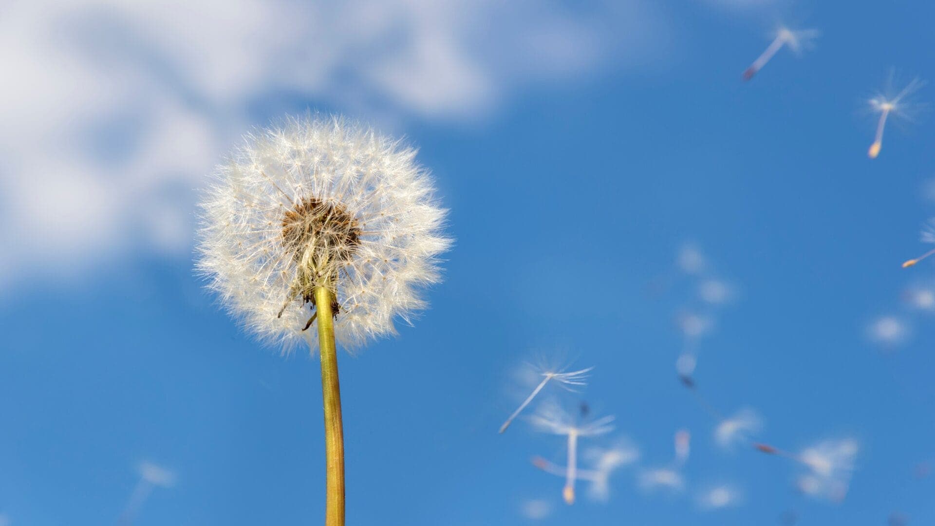 How to prevent allergic reactions during peak allergy seasons