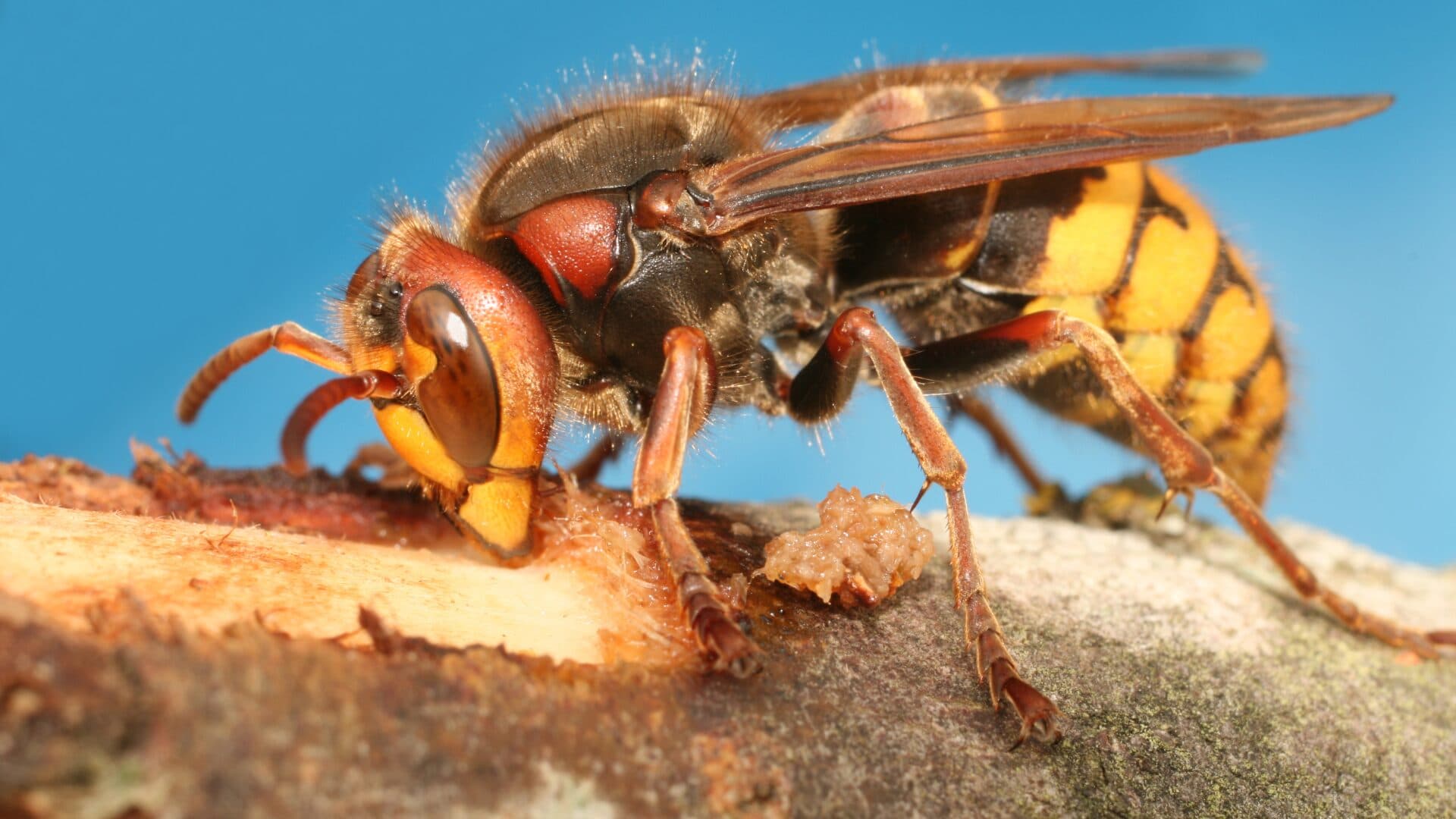 What to Do If You’re Stung by a Bee or Wasp