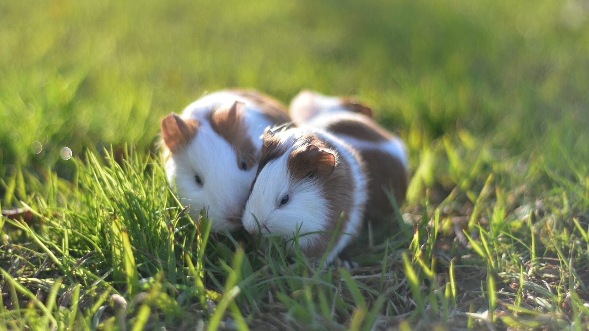 Best small pets for people with asthma and allergies